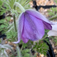 Pulsatilla vulgaris 'Heiler Hybrids'